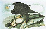 John James Audubon Canvas Paintings - Bald Eagle